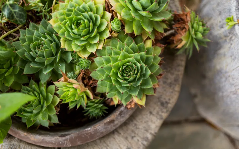 cuvarkuca freepik