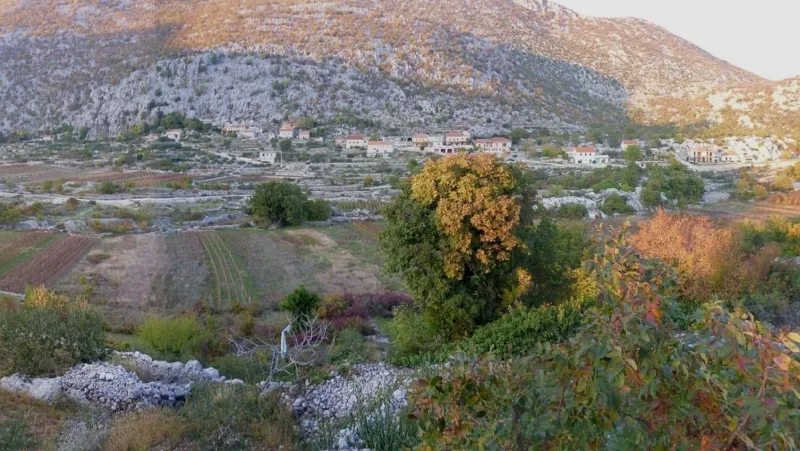 omis
