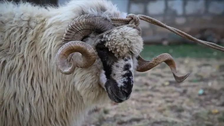 kurban