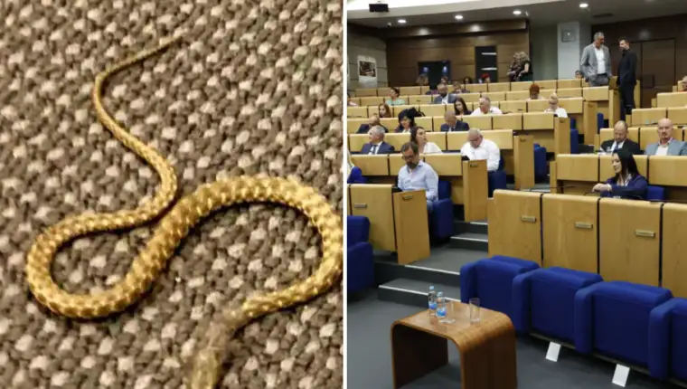 zmija parlament 3