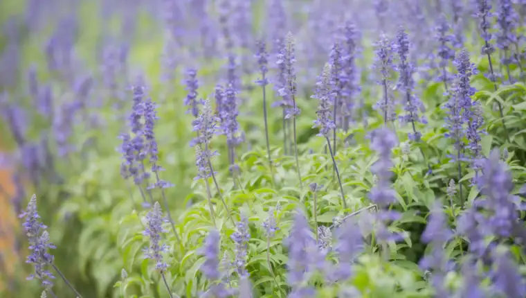 lavanda freepik