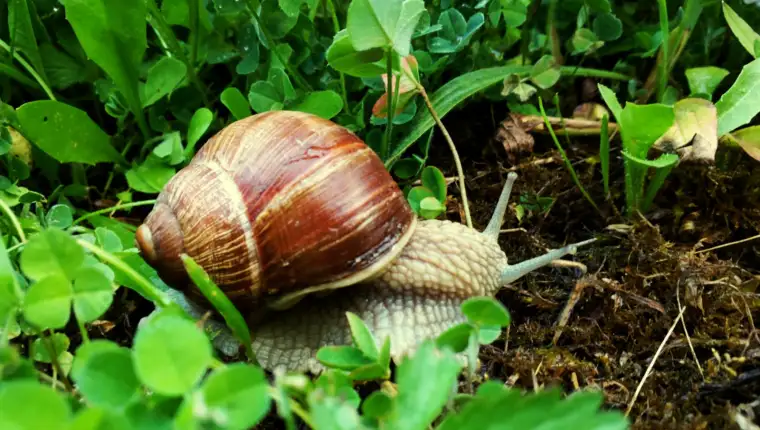 snail-amidst-plants-field