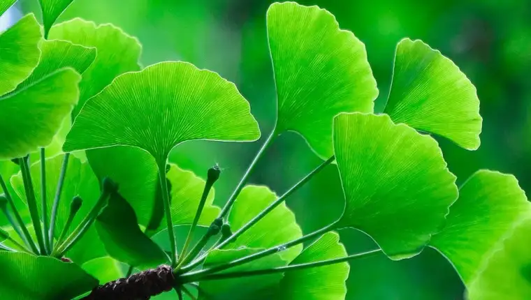 ginko biloba