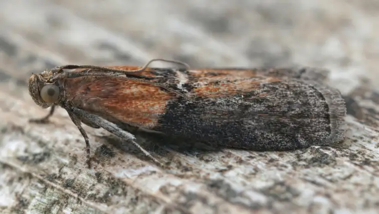 moljci
