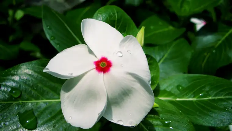 Catharanthus_roseus_white_CC-BY-SA