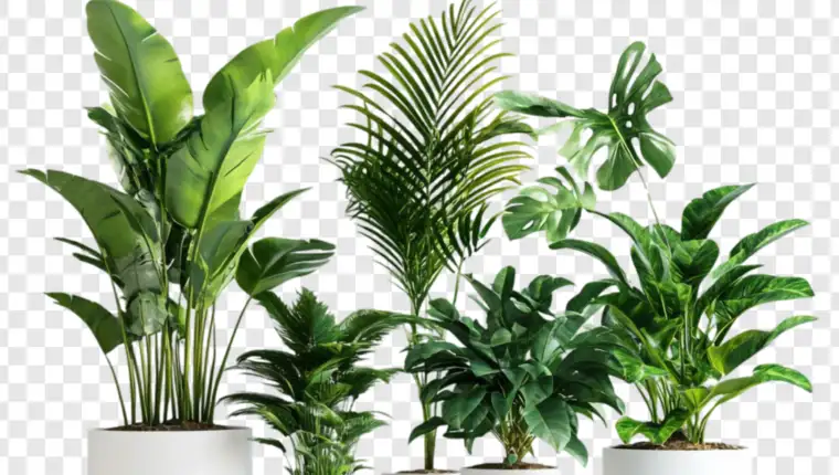 Lush Greenery: A Collection of Potted Tropical Plants