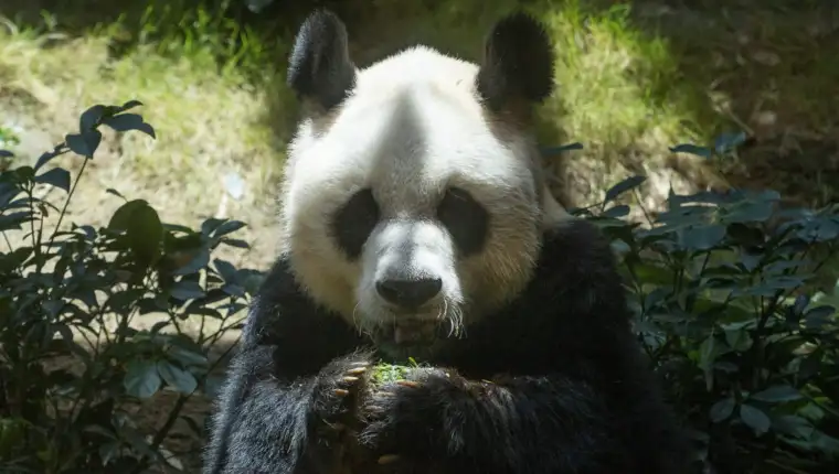 Hong Kong Panda