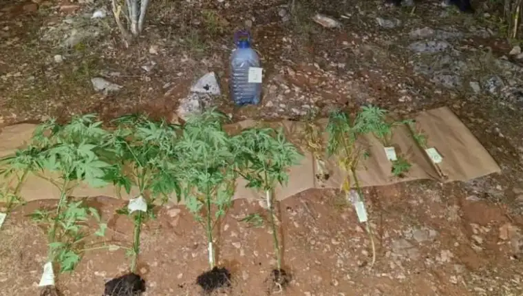 capljina marihuana