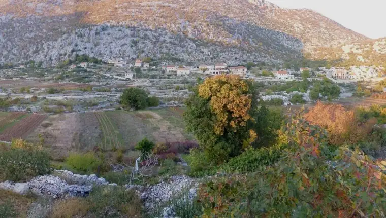 omis