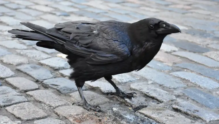 vrana freepik