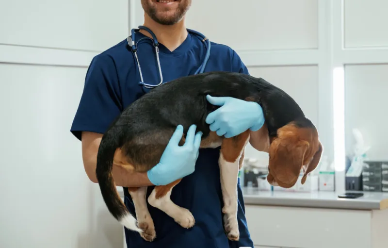 veterinar 5