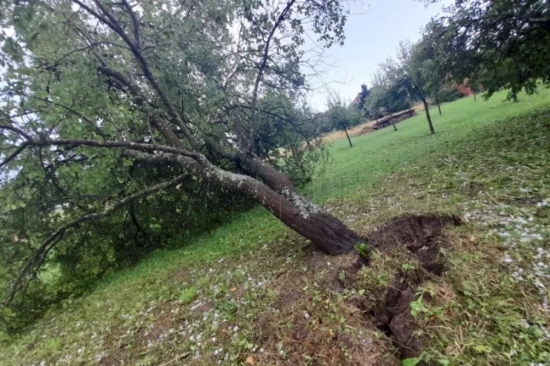 stablo karlovac 1