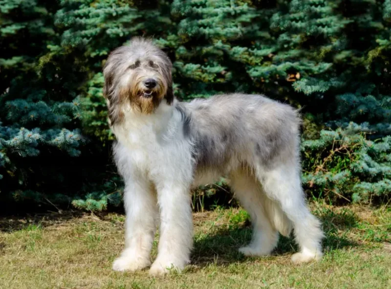 pas