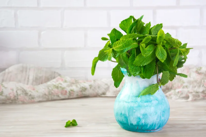 menta freepik