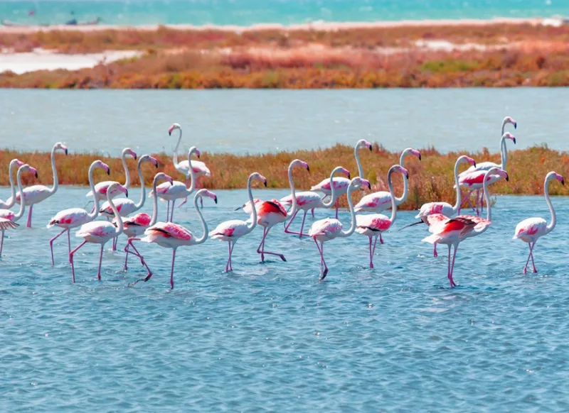 flamingosi