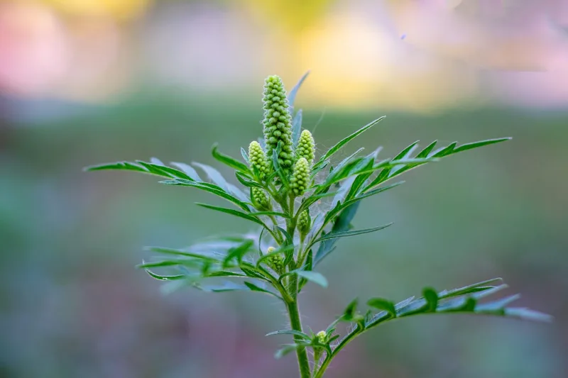ragweed-bushes-ambrosia-artemisiifolia-causing-allergic-sneezing