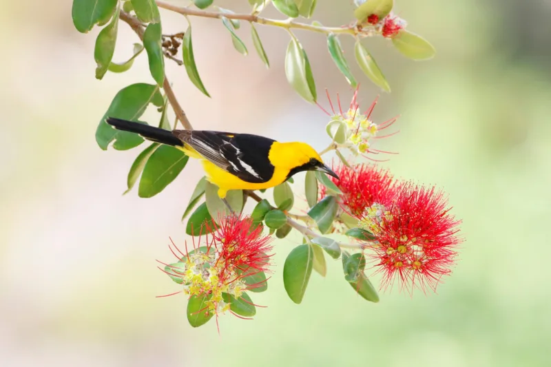 Hawaiian honeycreeper freepik
