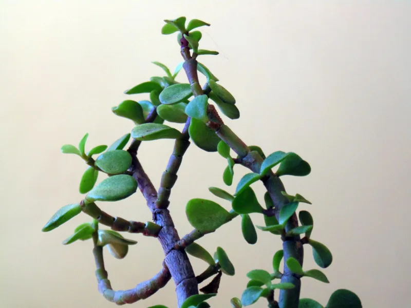 Crassula ovata freepik
