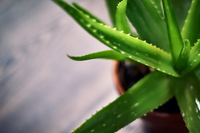 aloe vera freepik