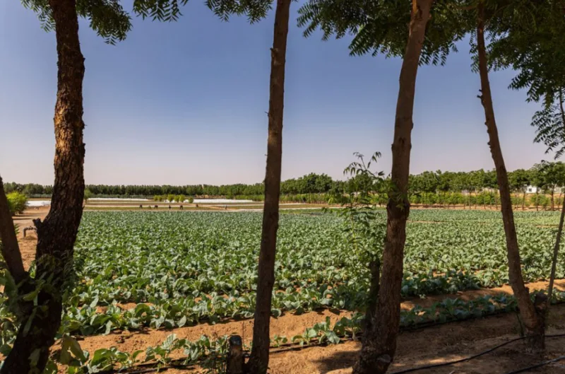 uae farma