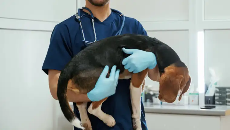 veterinar 5
