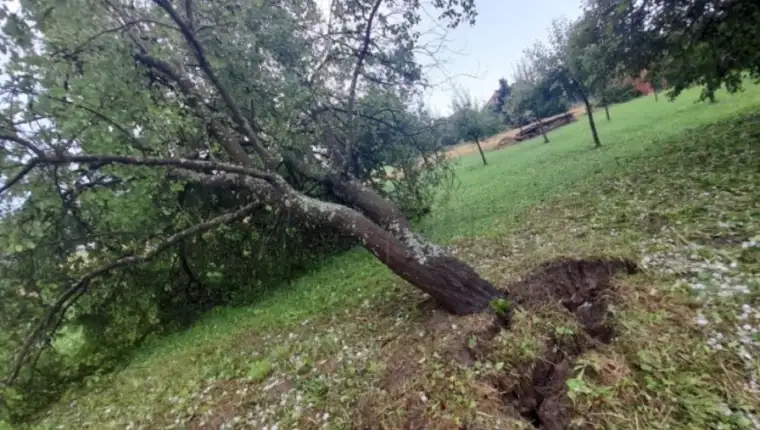 stablo karlovac 1