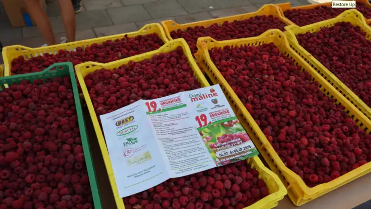 maline 1