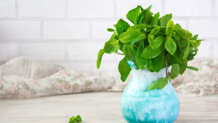 menta freepik
