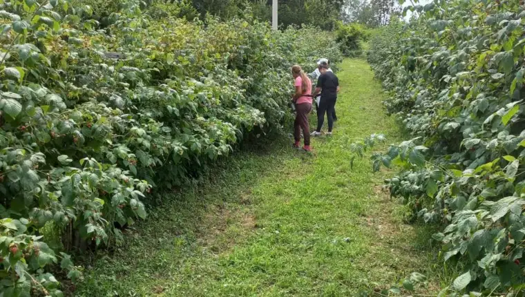 maline