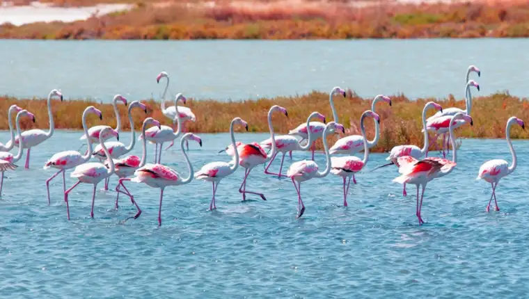 flamingosi