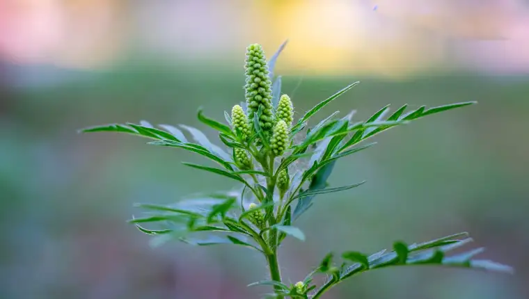 ragweed-bushes-ambrosia-artemisiifolia-causing-allergic-sneezing