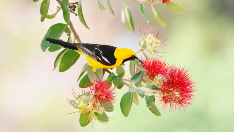 Hawaiian honeycreeper freepik