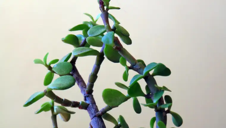 Crassula ovata freepik