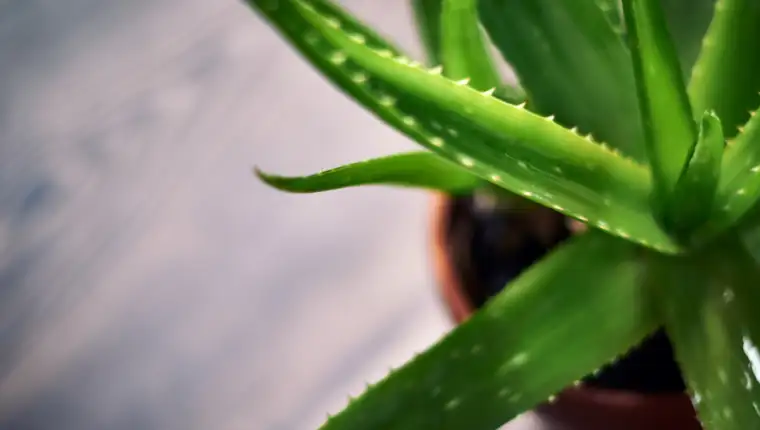 aloe vera freepik