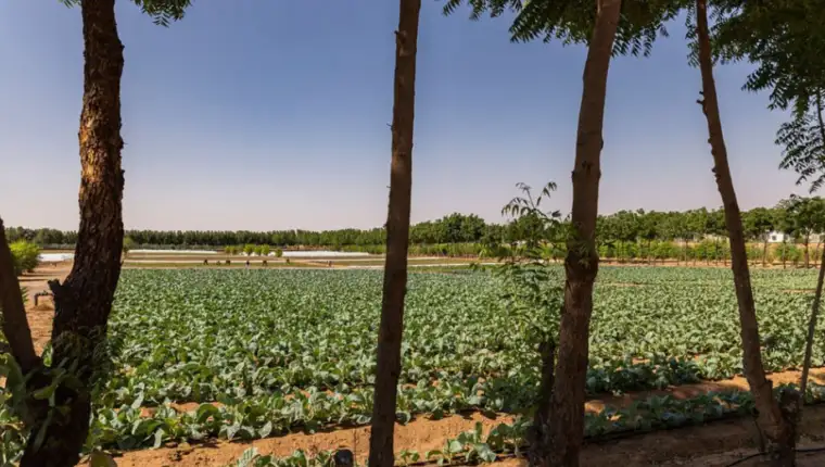 uae farma
