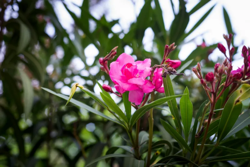 oleander freepik