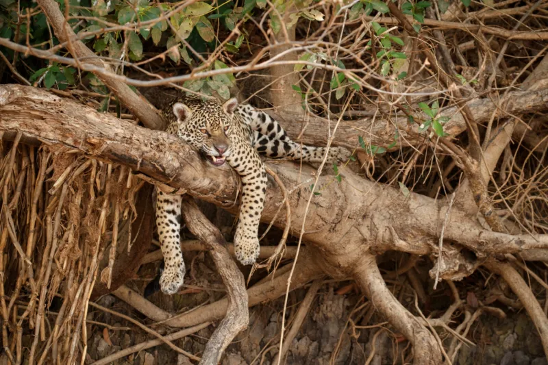 jaguar freepik