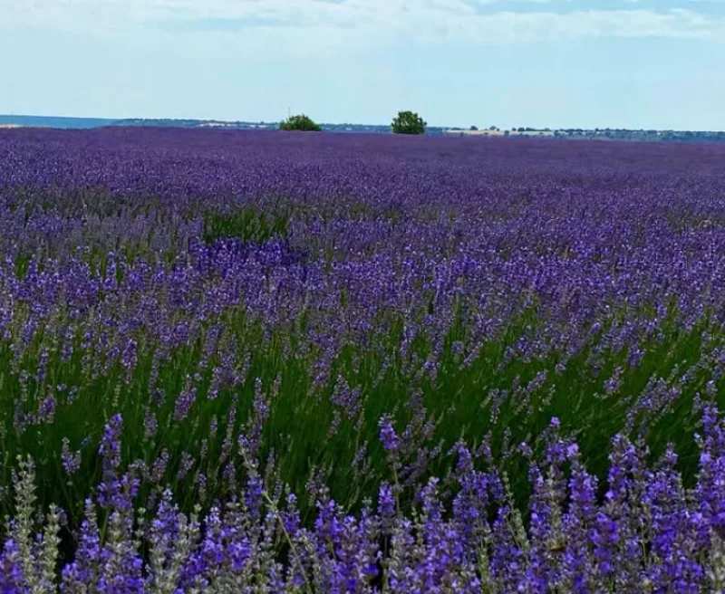 lavanda