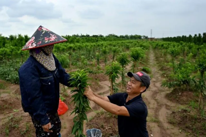 vietnam