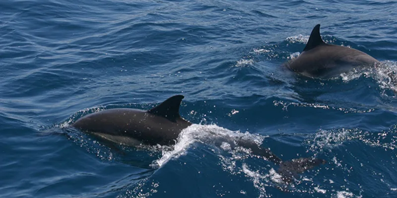delfin