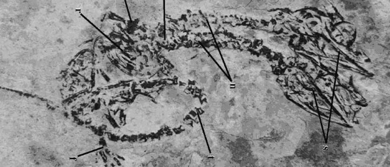 dvoglavi dinosaurus