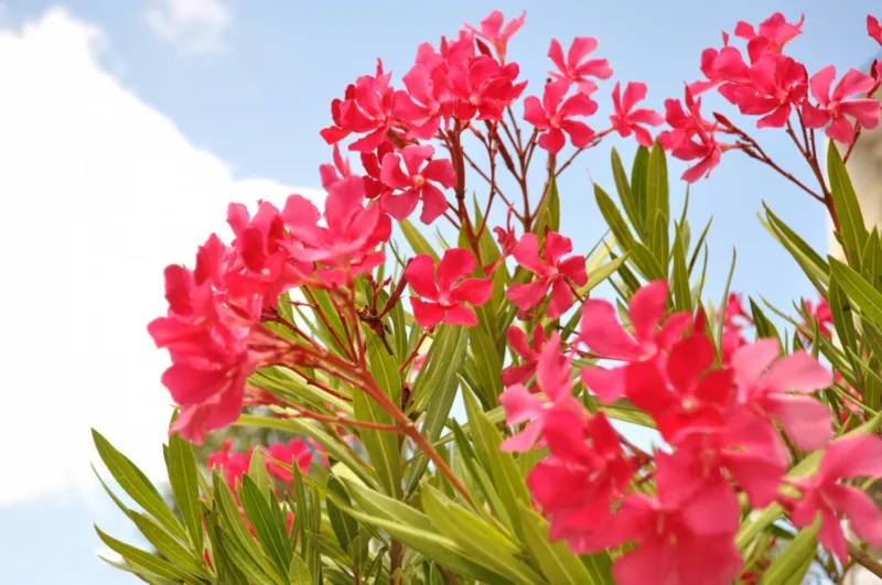 oleander freepik