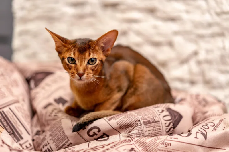 Abyssinian mačka freepik