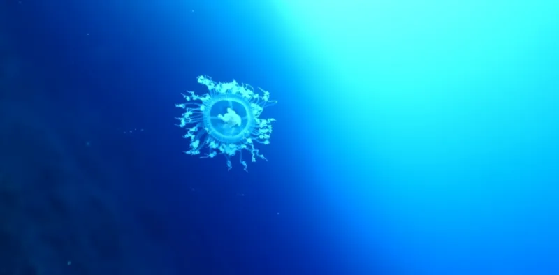 meduza yt
