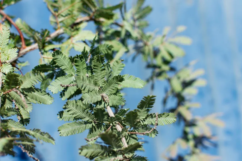 Mimosa pudica freepik