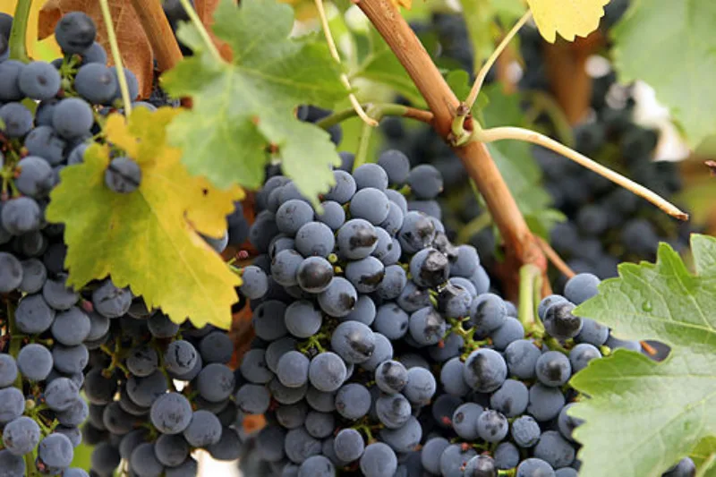 500px-Close_up_grapes