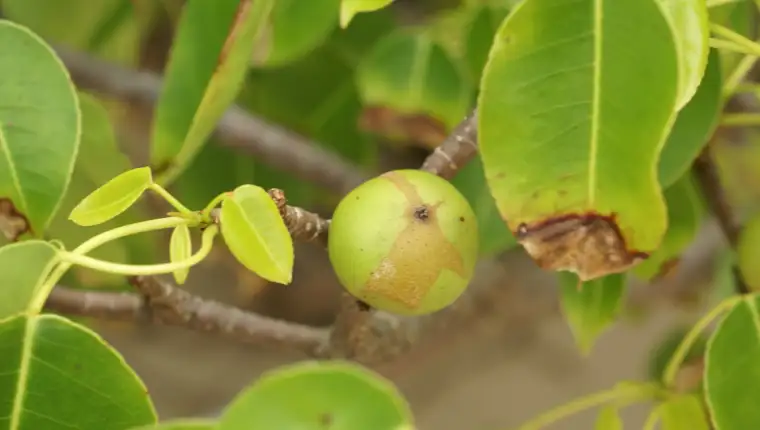 Hippomane mancinella