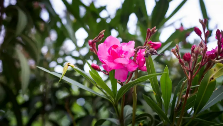 oleander freepik