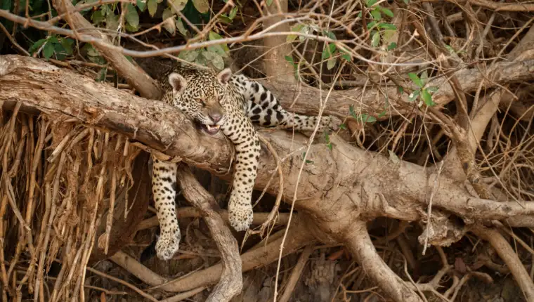 jaguar freepik