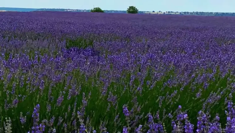 lavanda